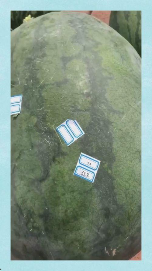 郑州吃瓜中牟,吃瓜群众的美食之旅