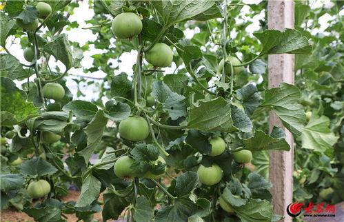 泰安满庄吃瓜,夏日消暑美食之旅