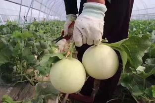 田里吃瓜的楂,探寻乡村生活的甜蜜滋味