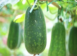 火旺吃瓜,夏日消暑美食之旅