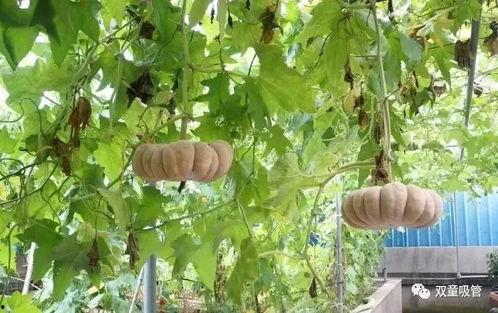 我在菜园吃瓜,一场别开生面的田园美食之旅