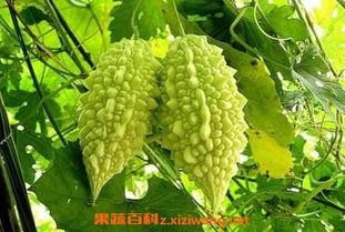 瓜有点苦怎么吃,化解苦味，尽享夏日清凉