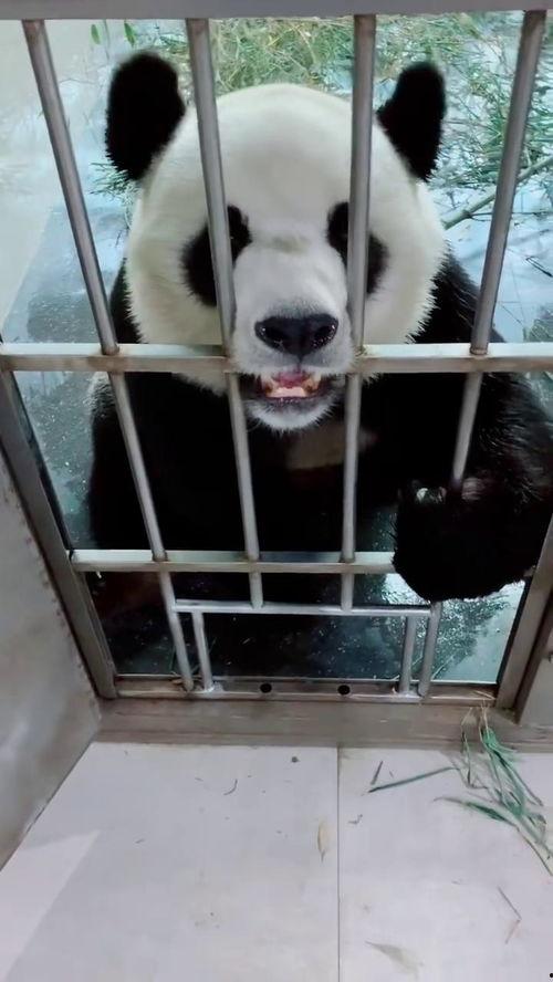 瓜哥带你吃瓜讲熊猫,一场味蕾与心灵的奇妙之旅