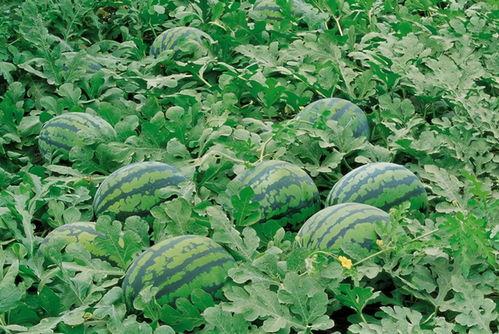 重工商吃瓜群,揭秘校园热点背后的故事