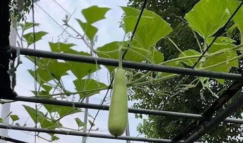 近期吃瓜中毒案例,近期中毒案例警示录