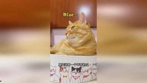 吃瓜线条猫,揭秘网络红猫的爆红之路