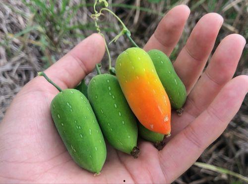 老鼠瓜什么吃,揭秘其美味背后的食材奥秘