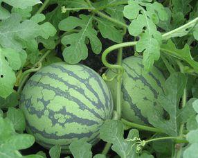 孕妇可以吃浦瓜嘛,营养健康两不误