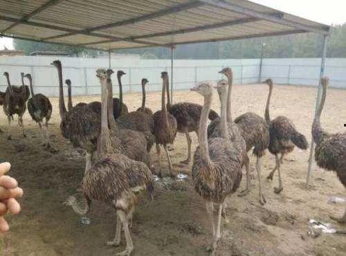 大瓜吃鸵鸟,一场奇妙的美食冒险之旅