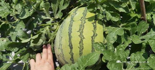 夏天的味道吃瓜,探寻夏天的味蕾记忆