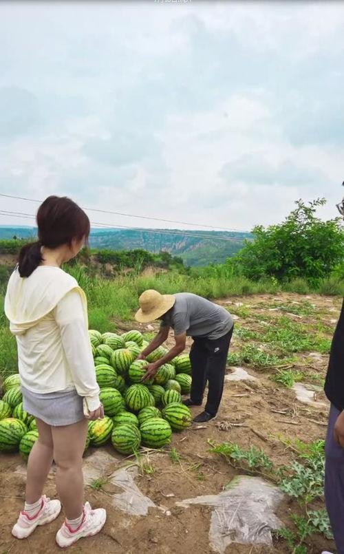 吃瓜风景,一场视觉与味蕾的双重盛宴