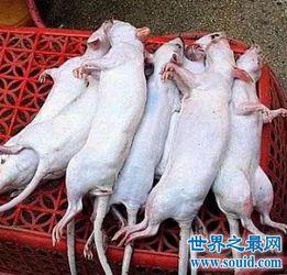 吃瓜群众看老鼠,揭秘老鼠的日常生活与习性