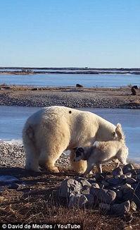 北极熊吃大瓜,探索北极熊与大瓜的奇妙邂逅