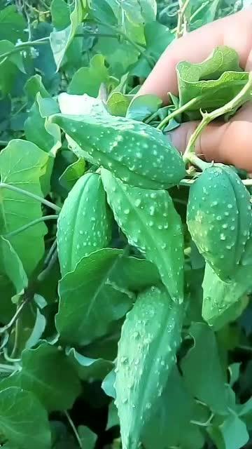 东北吃瓜大头,揭秘东北特色美食背后的故事