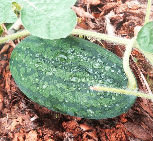 莆田吃的藤瓜叫什么瓜