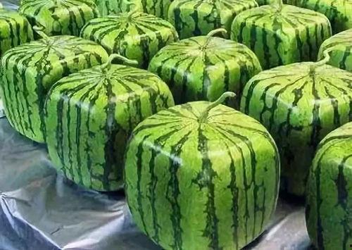 吃瓜的多种含义,从娱乐八卦到生活哲学