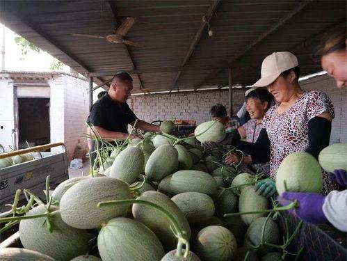 吃瓜吃到树上去了