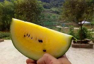 黄心瓜可以吃吗,美味可口的健康食材，你了解多少？