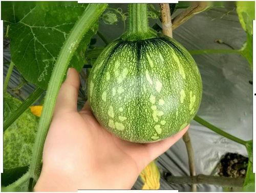 小隋有瓜可吃,瓜果飘香，共享丰收喜悦