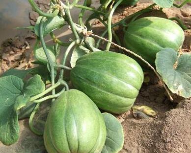 吃瓜吃出病毒,吃瓜也能感染病毒？揭秘病毒传播新途径