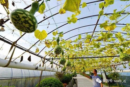 城市学院的瓜怎么吃,探索创意瓜食新风尚