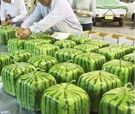 吃瓜宁夏大学,吃瓜群众的青春风采