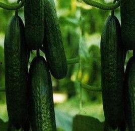 梦到吃很多瓜,瓜果飘香，尽享瓜界盛宴