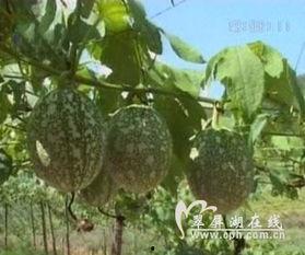 吊瓜怎么吃不掉,轻松告别“掉渣”难题