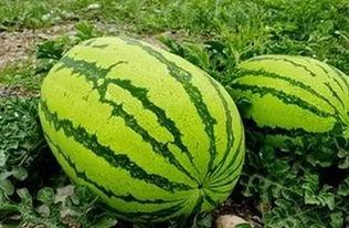 银川的吃瓜,清凉一夏，品味地方特色