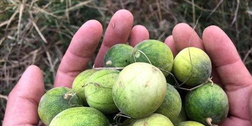 吃农村马泡瓜,探寻农村马泡瓜的独特风味