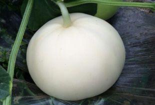 例假吃梨瓜,梨瓜助力女性健康调理”