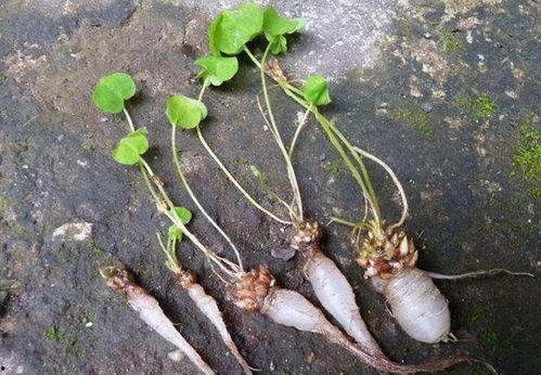 蹲草吃瓜,揭秘农村生活的悠闲与乐趣