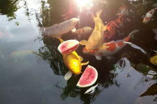 吃瓜锦鲤,揭秘娱乐圈的神秘力量