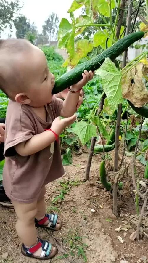 儿童在菜园吃瓜