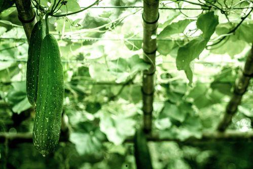 夏天到了倍速吃瓜,倍速“吃瓜”速览娱乐圈新鲜事