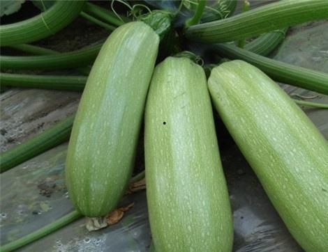 痛风可以吃西洋瓜,痛风患者的天然食疗佳品