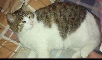 德国猫吃瓜,德国猫咪的“瓜界”探险记