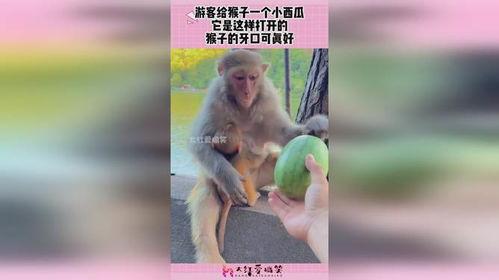 吃瓜的小猴猴,趣味横生的水果世界探险记