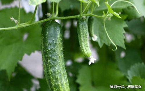 看看大家吃的瓜,揭秘大家热议的美食瓜界