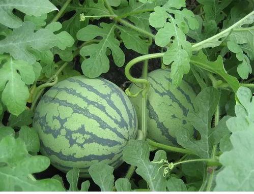 泰娱吃瓜小组,揭秘娱乐圈那些不为人知的幕后故事