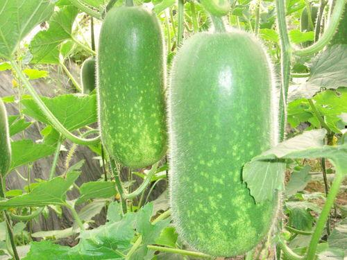 九柱吃瓜不嫌瓜大,揭秘瓜界巨无霸的趣味故事