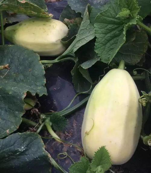 脆甜羊角密瓜怎么吃,解锁夏日清新美味的多重吃法