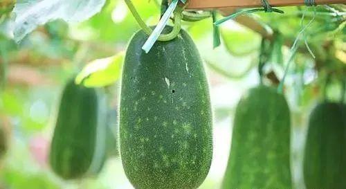 春吃芽 夏吃瓜,四季养生之道