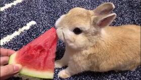 兔子吃瓜动画,趣味横生的夏日动画之旅