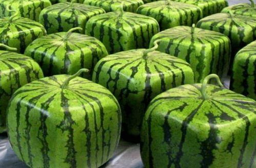 全网最新吃瓜在线,揭秘娱乐圈幕后风云