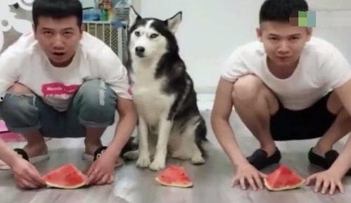 哈士奇吃瓜比赛时间,速度与激情的较量
