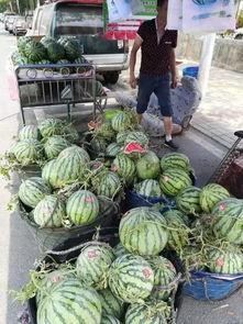 温县山野吃瓜事件,一场意外引发的食品安全风波