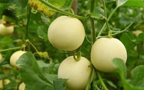 甜瓜乐园鲨鱼吃瓜