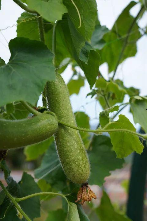 富裕县吃瓜,探寻瓜乡的独特魅力