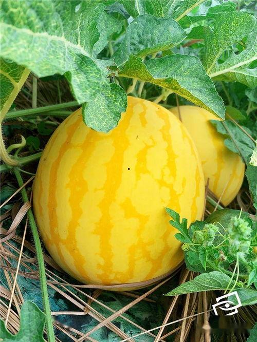 全国都在吃瓜,全国吃瓜热潮席卷而来